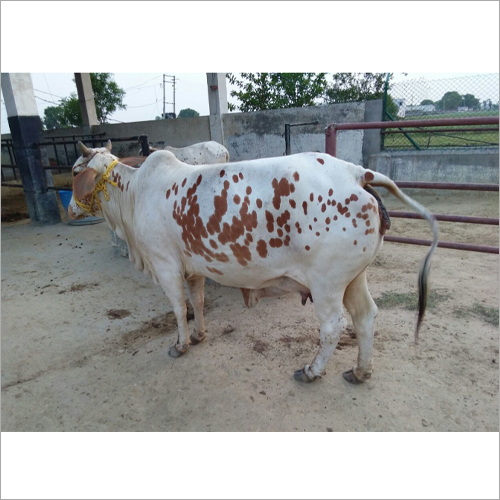 सफेद गोजरी राठी गाय