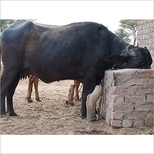 काली उच्च गुणवत्ता वाली भैंस