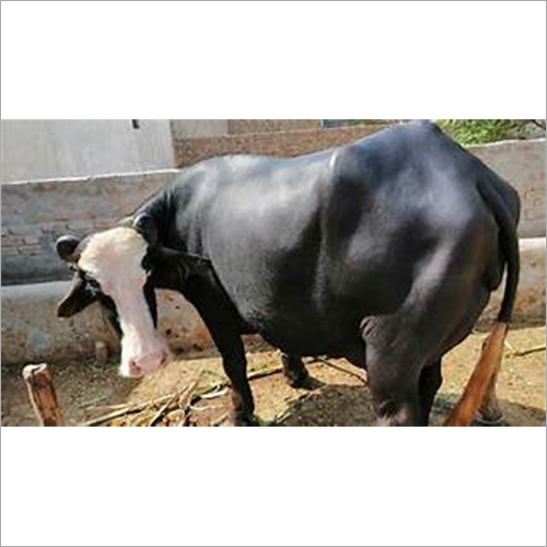 काली साईवाल भैंस