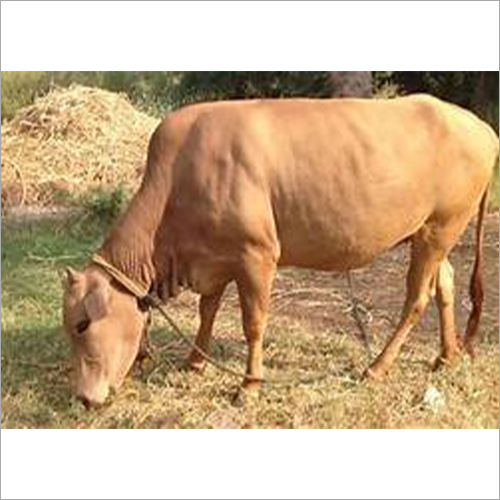 भूरी स्वर्ण कपिला गाय