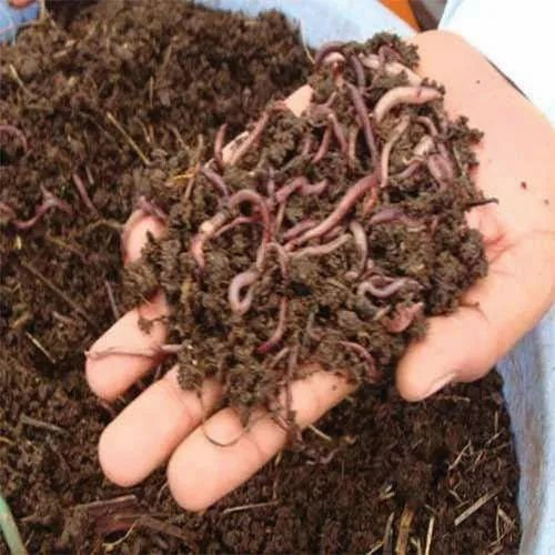 Organic Vermicompost Fertilizer Powder