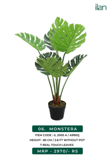Monstera 2005 A
