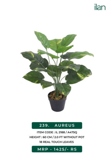 Aureus 2188