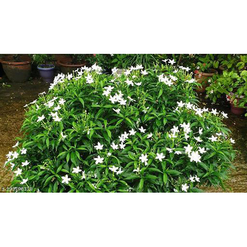 सफ़ेद-हरे मिनी तगर फूल