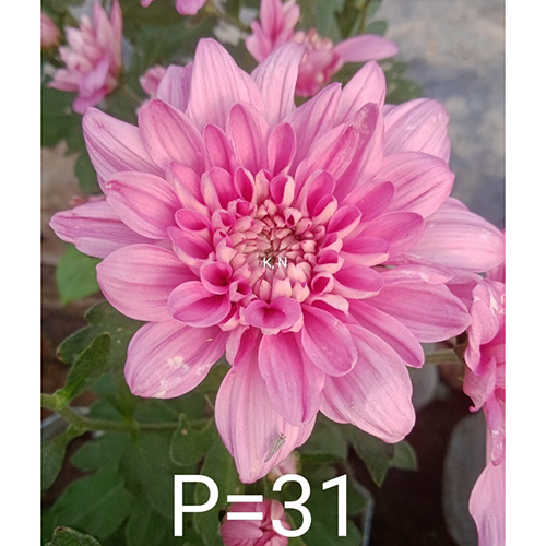 P-31 Chrysanthemum Flower Plant Size: Different Available