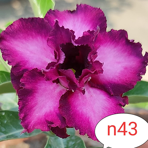 N-43 Adenium Obesum Plant Size: Different Available