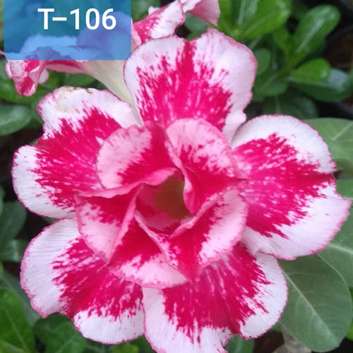 Pink T-106 Adenium Plant