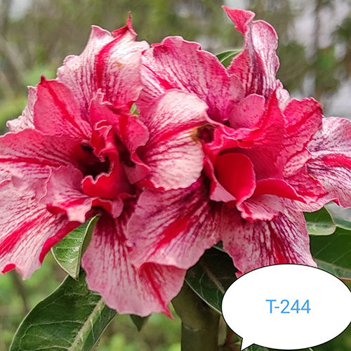 Pink T-244 Adenium Plant