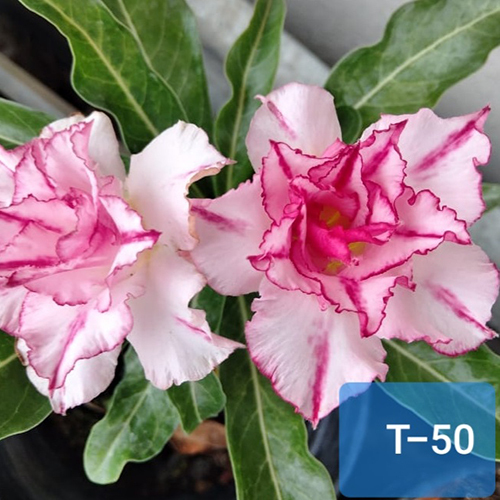 Pink T-50 Adenium Plant