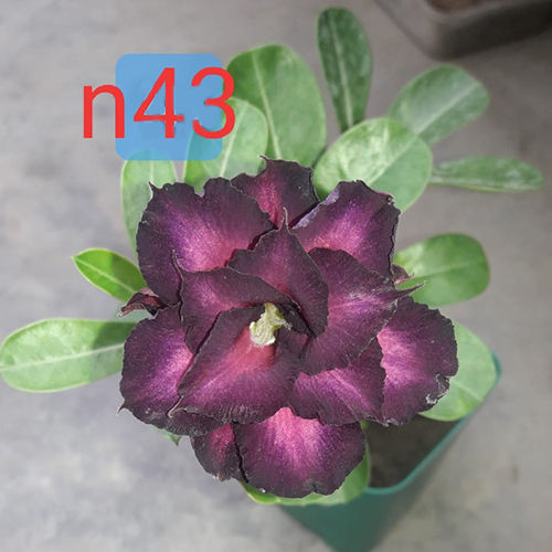 N43 Adenium Plant Size: Different Available