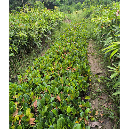 Green Pink Alltime Jackfruit Plant