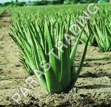 एलो वेरा