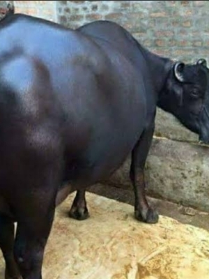 विभिन्न उपलब्ध भारतीय एचएफ गाय