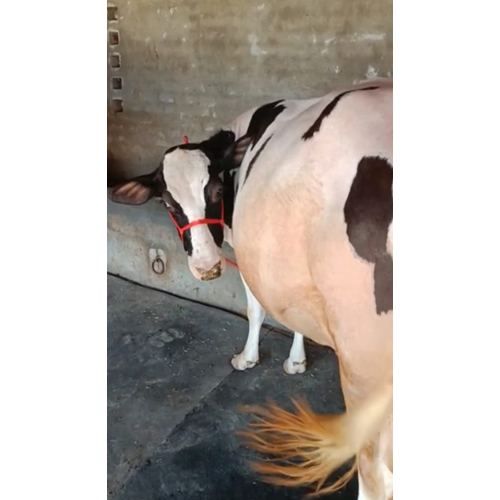 Dairy HF Cow - Different Breeds Available | Ideal for Dairy Farms, Suitable for Both Genders