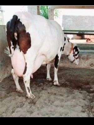 विभिन्न उपलब्ध शुद्ध एचएफ गाय