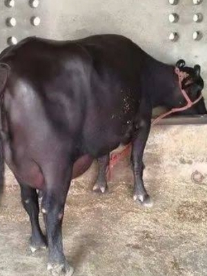 Different Available Indian Murrah Buffalo