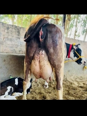 Different Available Indian Nili-Ravi Cow