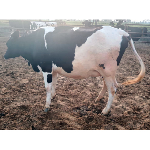Different Available Indian Hf Cow