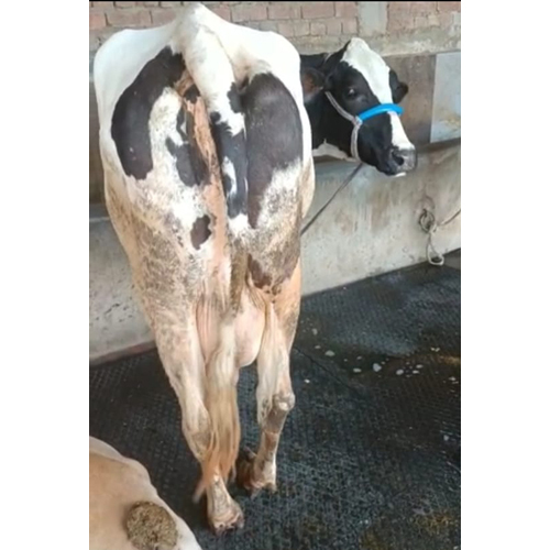 Different Available Indian Hf Cow
