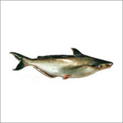 Pangasius Fish