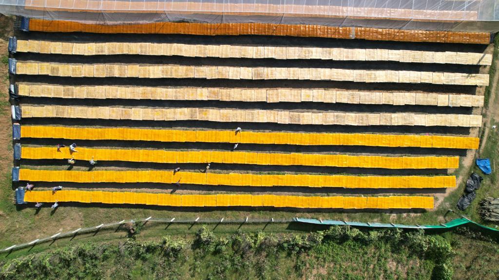 Yellow Aam Papad - 1 Kg, No Chemical Additives, Non-toxic, Sun-dried Mango Flavor