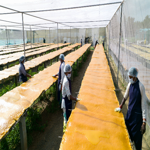 Yellow Aam Papad - 1 Kg, No Chemical Additives, Non-toxic, Sun-dried Mango Flavor