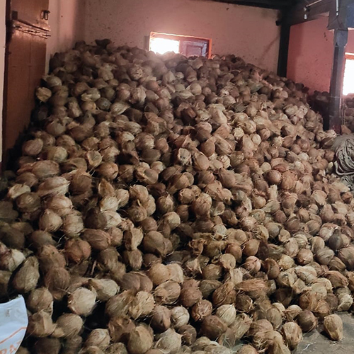 Fresh Brown Coconut - Full-Husked Diamond Shape | Sustainably Grown, Freshly Harvested Within 24 Hours, Rich in Dietary Fiber and Nutrients