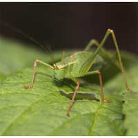 Harmless Fertilizers Bio Insecticides