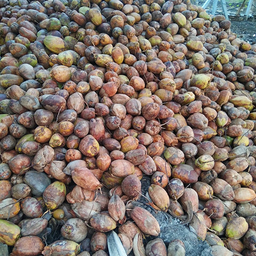 प्राकृतिक नारियल