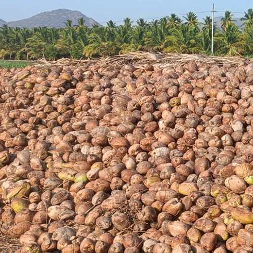 कच्चा नारियल कोप्रा