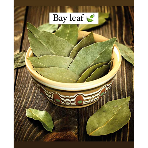 Green Fresh Bay Leaf