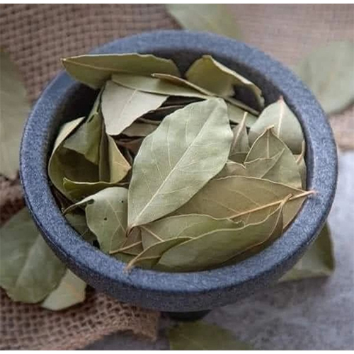 Green Fresh Bay Leaf