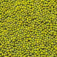 कॉमन ग्रीन ग्राम