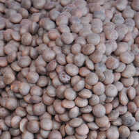 आम साबुत मसूर दाल