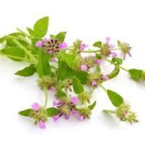 कॉमन पुलेगोन ऑयल