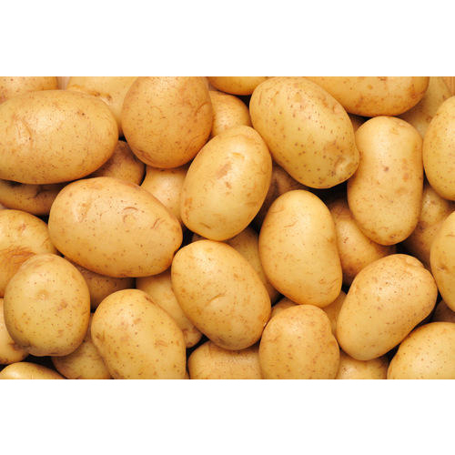 Fresh Potato By Farming Hut Exim Pvt. Ltd.