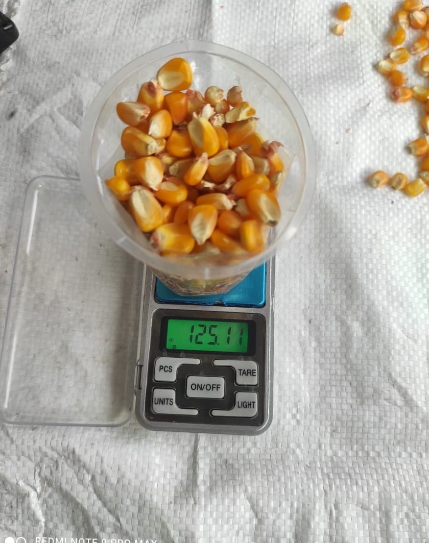 Yellow Maize - 14% Moisture, 4% Broken, Fresh Quality Yellow Grain