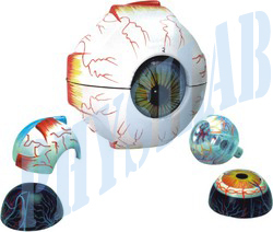 ह्यूमन आई मॉडल आयाम (L* W* H): 7.5 X 6 X 6 इंच (इंच)