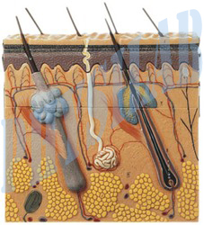 मानव त्वचा-4 पार्ट्स मॉडल