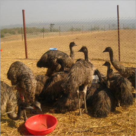 पोल्ट्री एमु पक्षी पालन