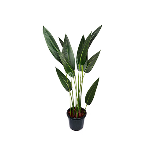 ग्रीन बर्ड ऑफ़ पैराडाइज़ प्लांट