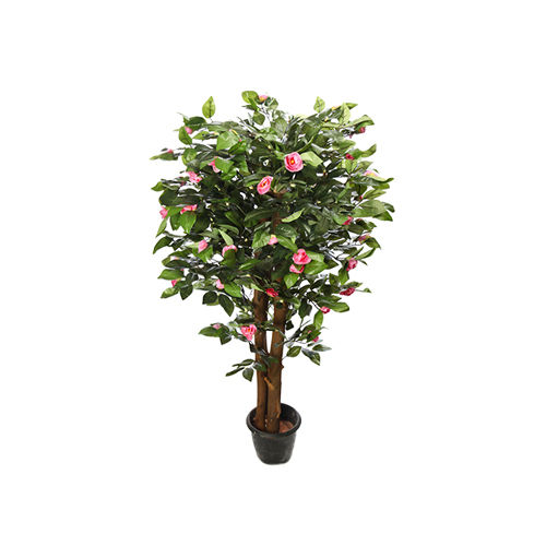 Green Light Pink Camellia Plant