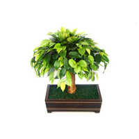 7 Inch Ficus Bonsai With Wooden Pot