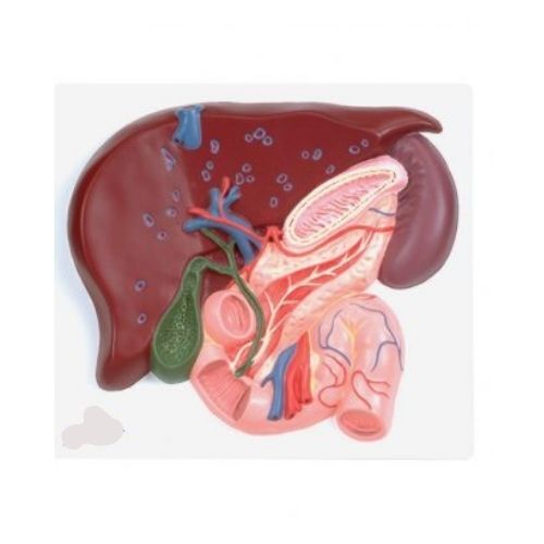 Gallbladder Kit - Pvc & Rubber, Natural Skin Color | Hands-on Training With Ultrasound Simulator And Anatomical Model For Gallbladder Pathologies Study