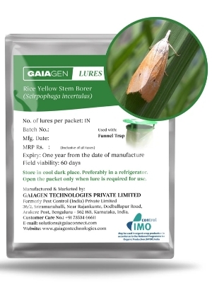 राइस येलो स्टेम बोरर लूर