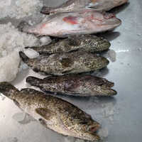 Grouper Whole Fish