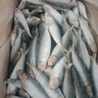 Oil Sardine Whole Fish