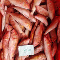 Red Mullet Whole Fish