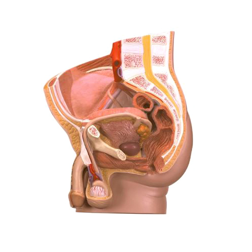 पुरुष प्रजनन मॉडल शिक्षा उद्देश्य