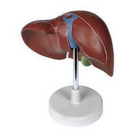 Human Liver Model